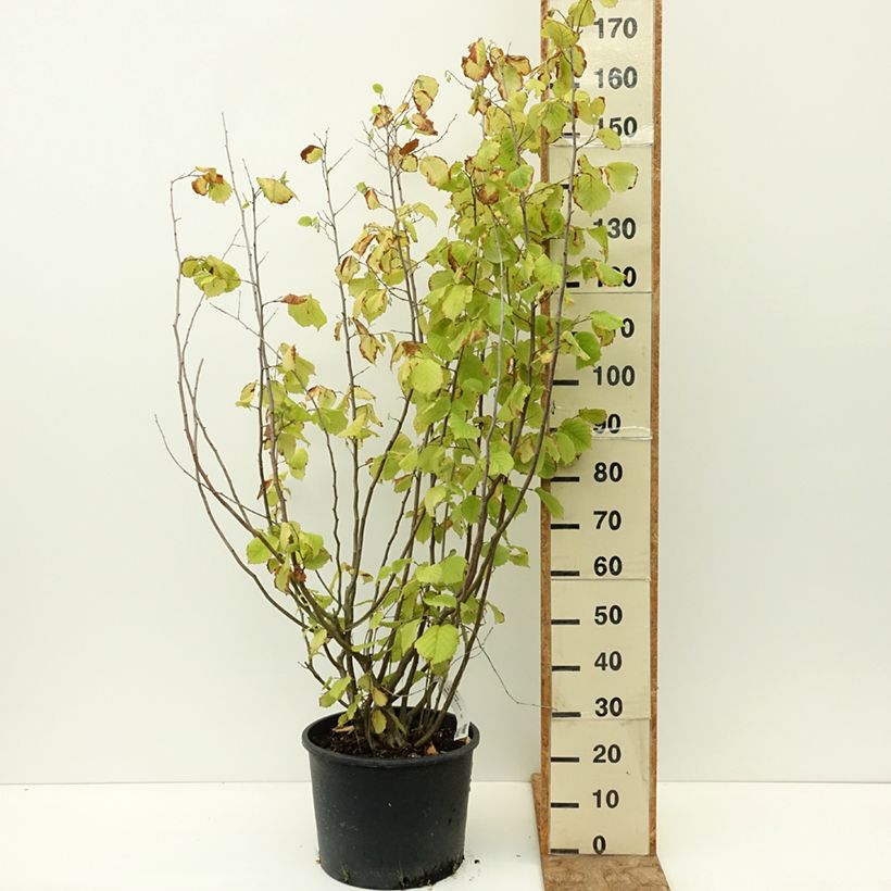 Amostra de Aveleira Aurea Vaso de 18 L/20 L tal como entregue no verão