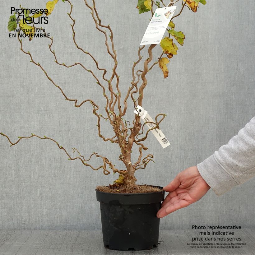 Amostra de Aveleira Medusa Vaso de 3 L/4 L tal como entregue no outono