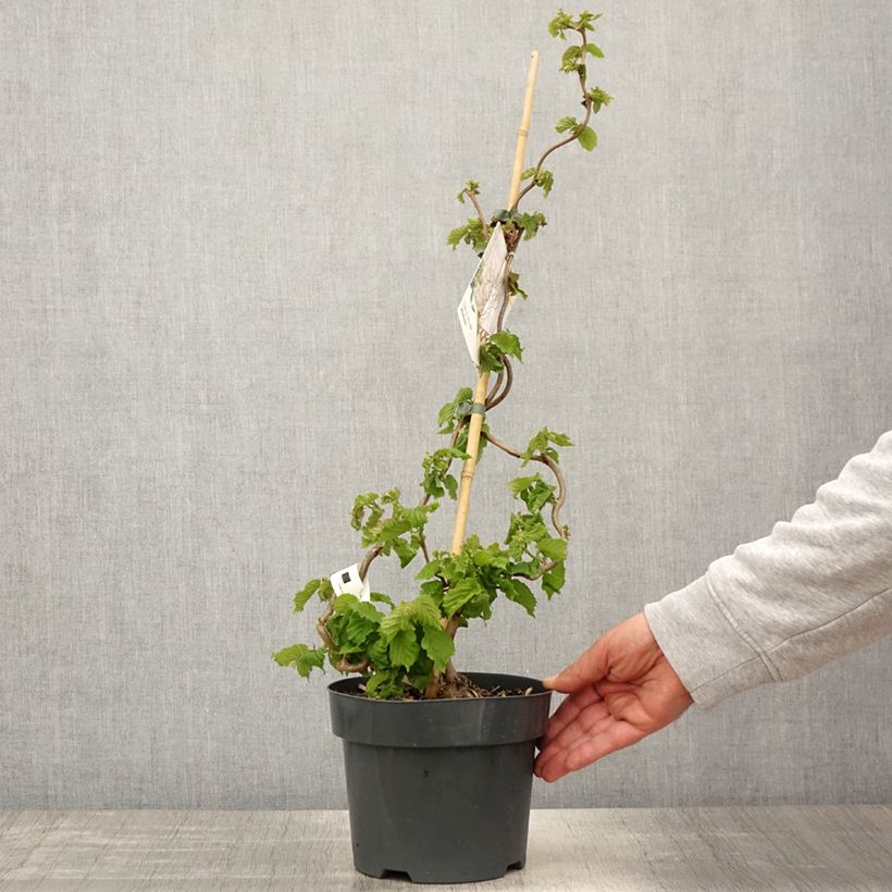 Amostra de Aveleira Medusa Vaso de 3 L/4 L tal como entregue na primavera