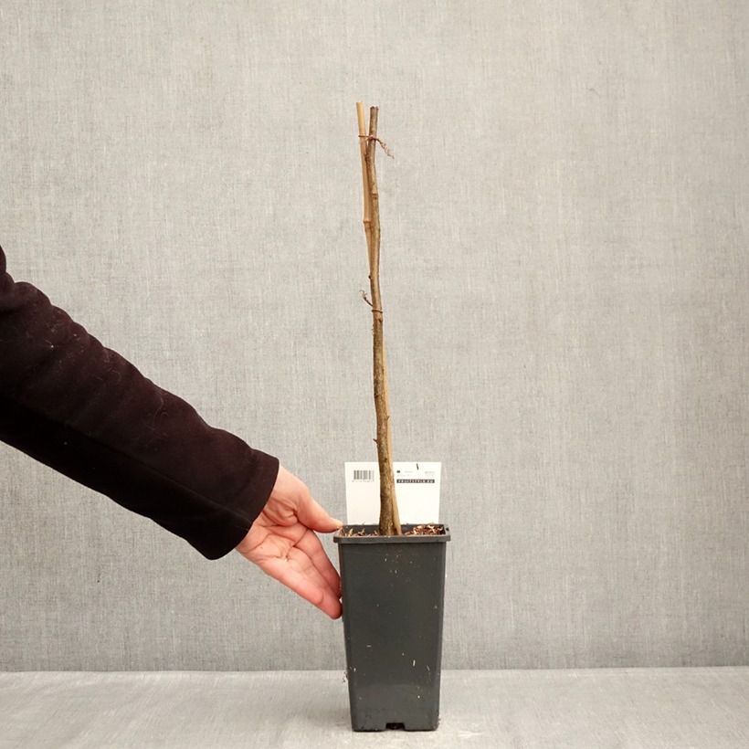 Amostra de Aveleira Rode Zellernoot Vaso de 1,5 L/2 L tal como entregue no inverno