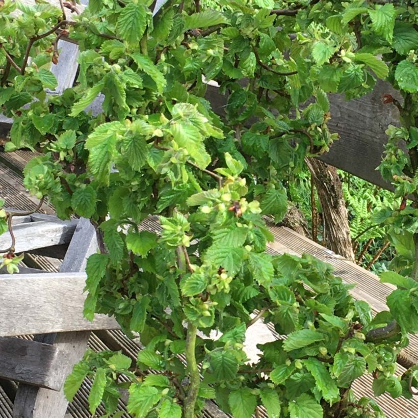 Aveleira Scooter (Folhagem)