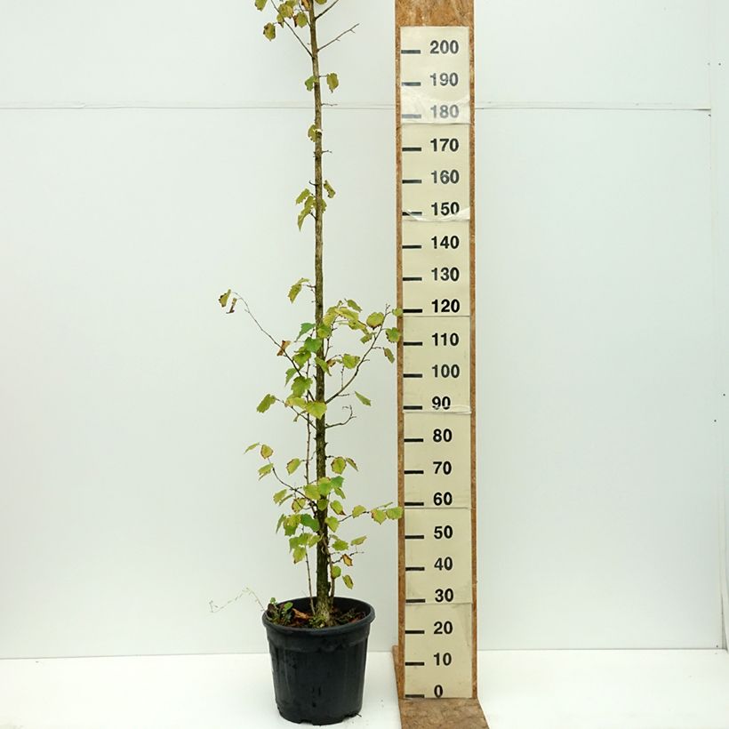Amostra de Corylus colurna Vaso de 12 L/15 L tal como entregue no verão