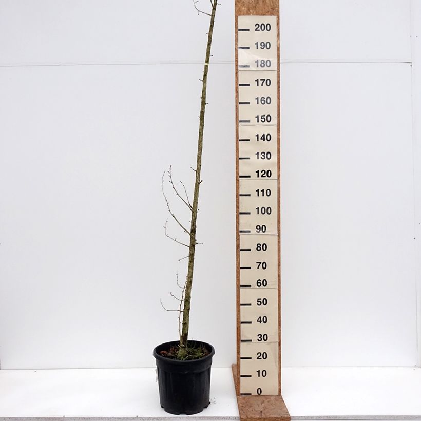 Amostra de Corylus colurna Vaso de 12 L/15 L tal como entregue no inverno