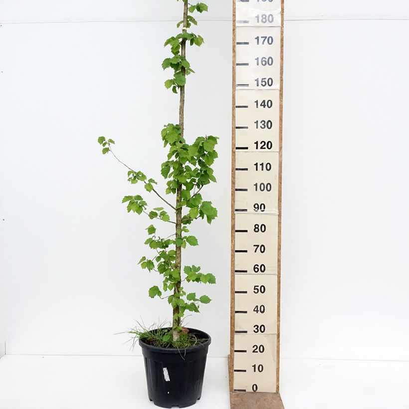 Amostra de Corylus colurna Vaso de 12 L/15 L tal como entregue na primavera