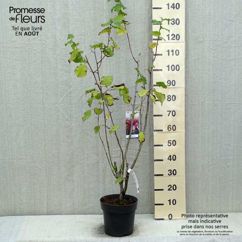 Amostra de Corylus maxima Juningia Vaso de 4 L/5 L tal como entregue no verão
