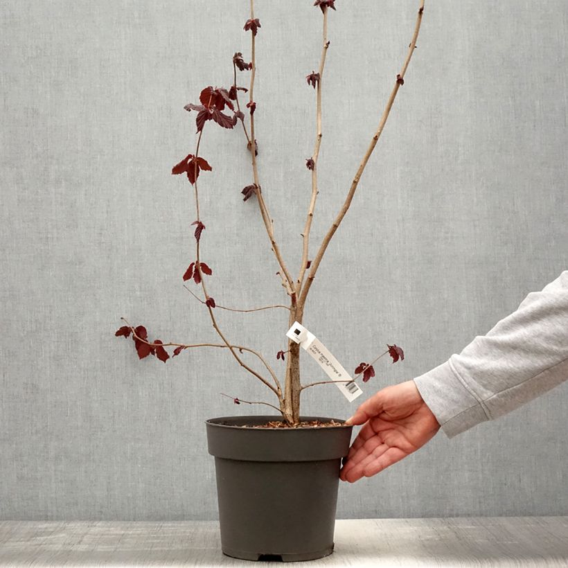 Amostra de Corylus maxima Juningia Vaso de 4 L/5 L tal como entregue na primavera