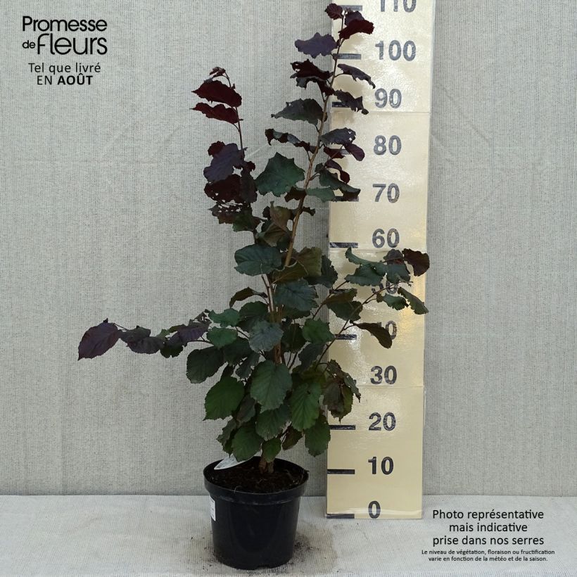 Amostra de Corylus maxima Purpurea Vaso de 3 L/4 L tal como entregue no verão