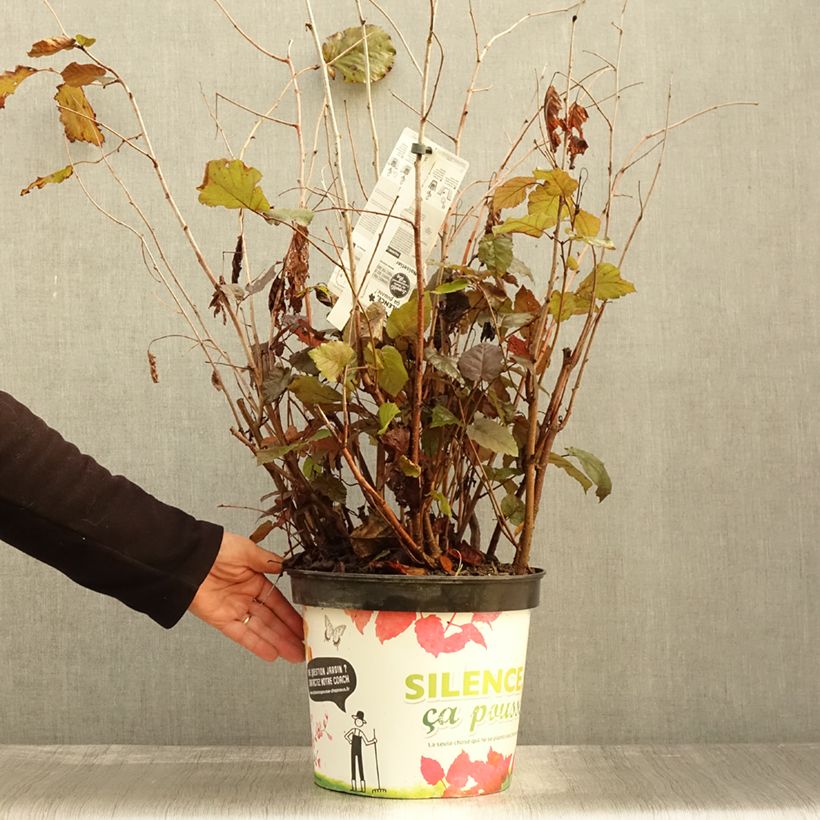Amostra de Corylus maxima Purpurea Vaso de 7,5 L/10 L tal como entregue no outono