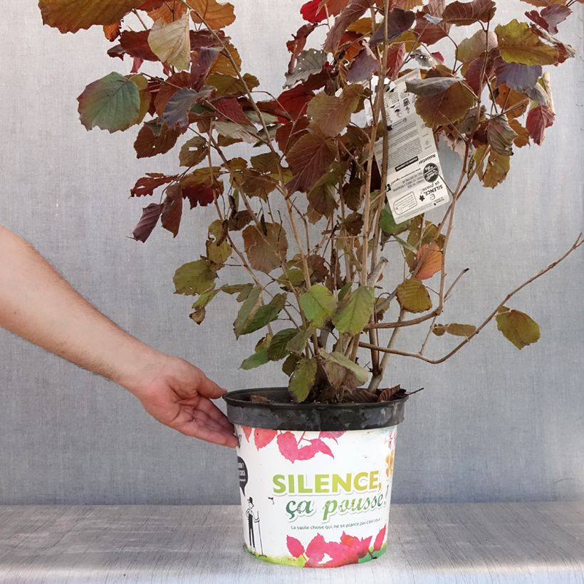 Amostra de Corylus maxima Purpurea Vaso de 7,5 L/10 L tal como entregue no verão