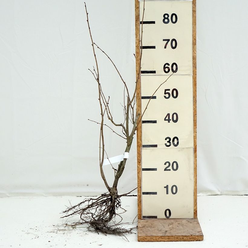 Amostra de Corylus maxima Purpurea Raízes nuas tal como entregue no inverno