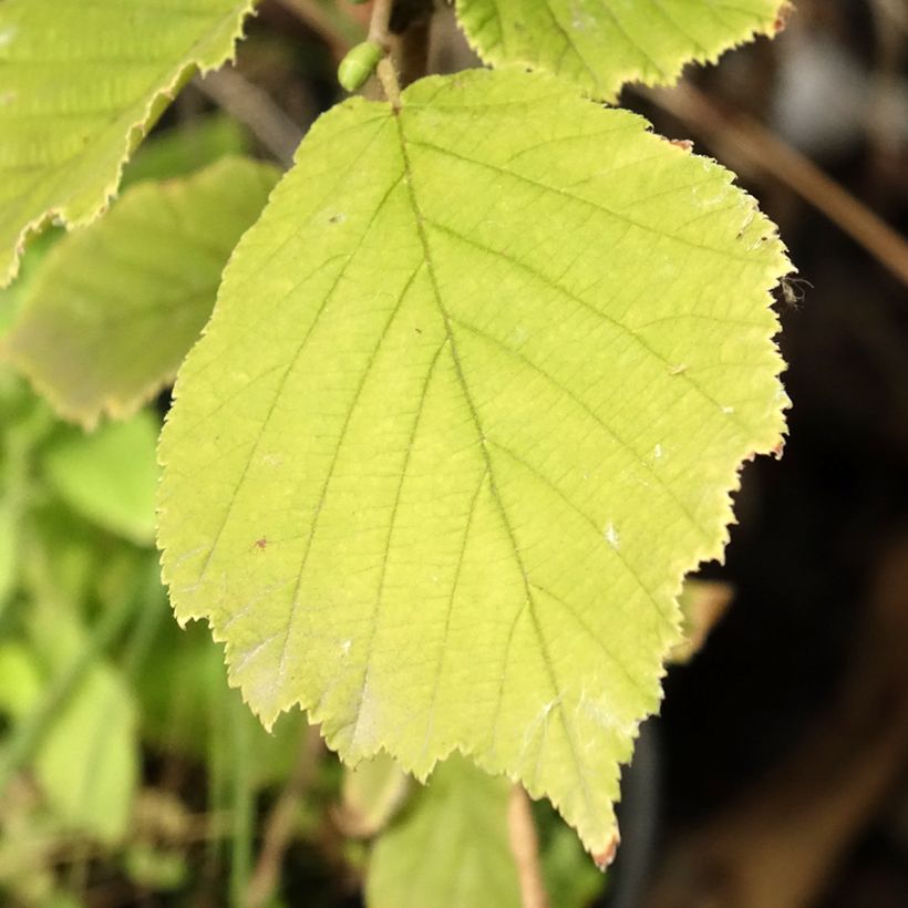 Corylus sieboldiana (Folhagem)