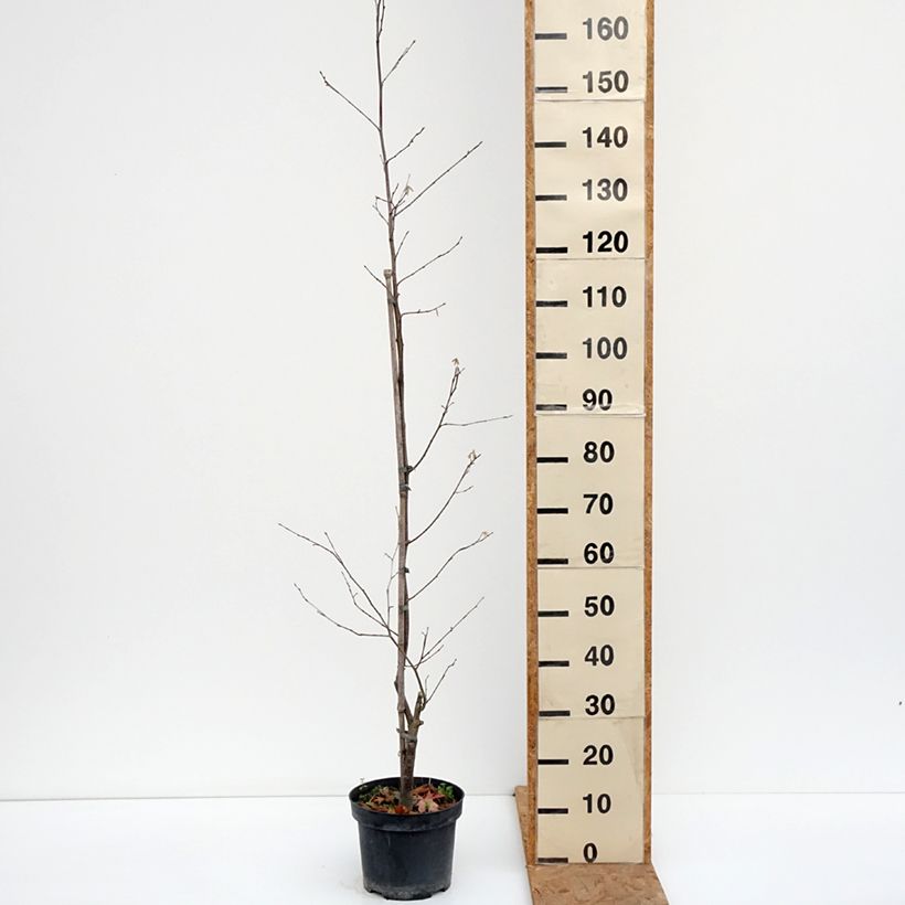 Amostra de Corylus sieboldiana Vaso de 4 L/5 L tal como entregue no outono
