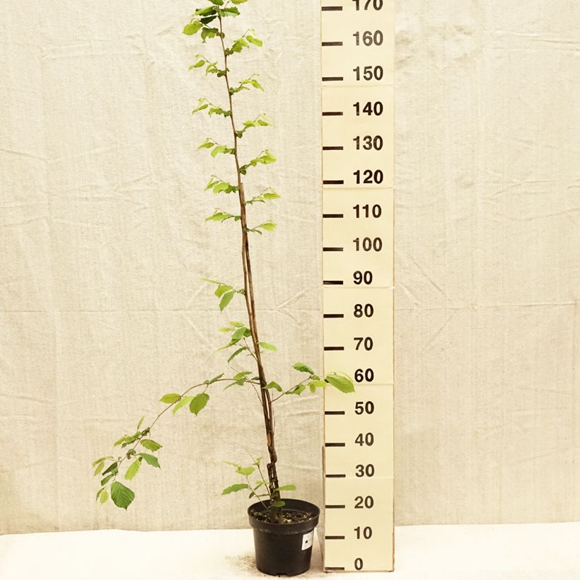 Amostra de Corylus sieboldiana Vaso de 4 L/5 L tal como entregue na primavera