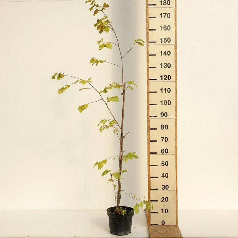 Amostra de Corylus sieboldiana Vaso de 4 L/5 L tal como entregue no verão