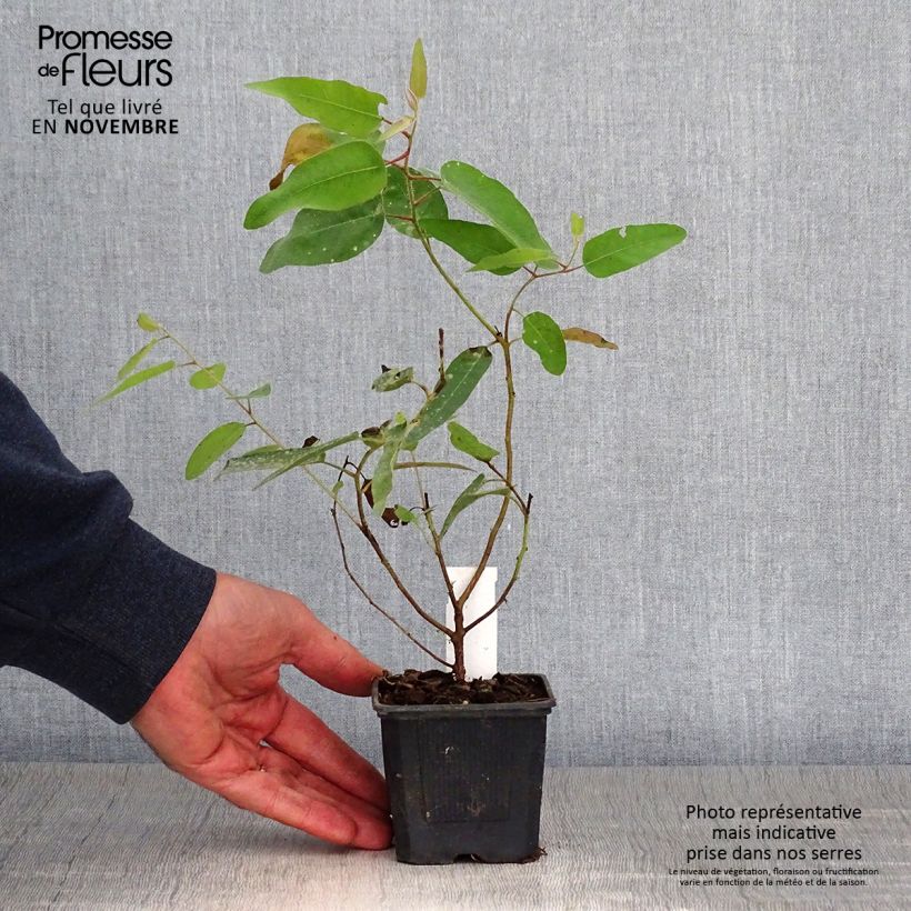 Amostra de Corymbia citriodora Vaso de 8/9 cm tal como entregue no outono