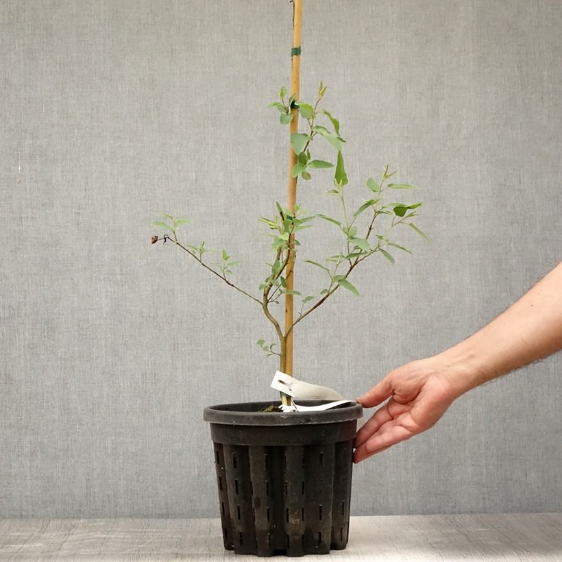 Amostra de Corymbia citriodora Vaso de 3 L/4 L tal como entregue no verão