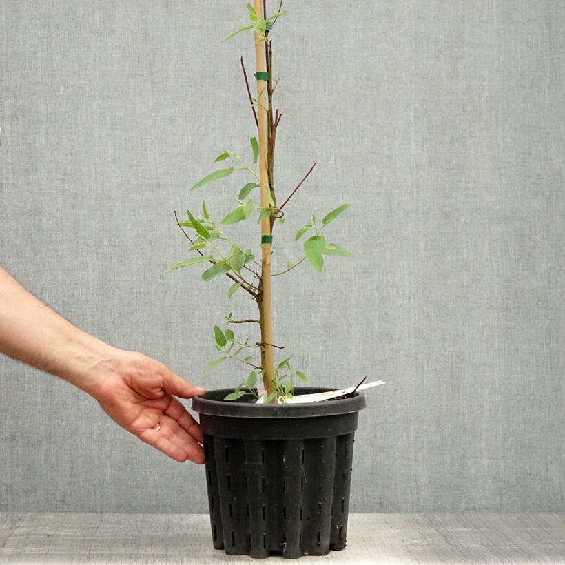 Amostra de Corymbia citriodora Vaso de 3 L/4 L tal como entregue na primavera