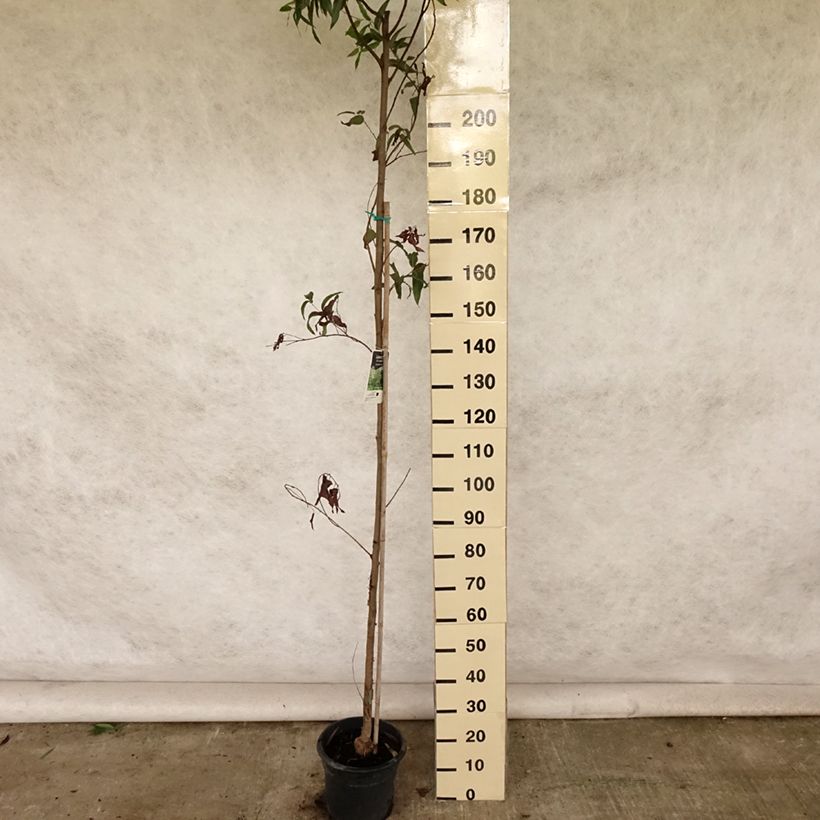 Amostra de Corymbia citriodora Vaso de 7,5 L/10 L tal como entregue no verão