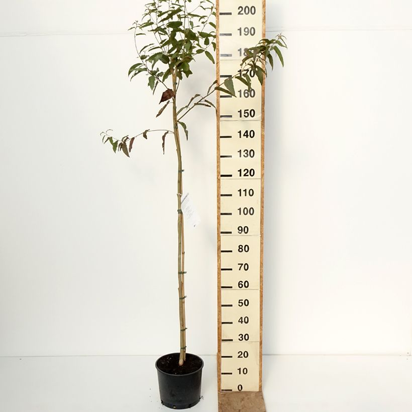 Amostra de Corymbia citriodora Vaso de 7,5 L/10 L tal como entregue no inverno