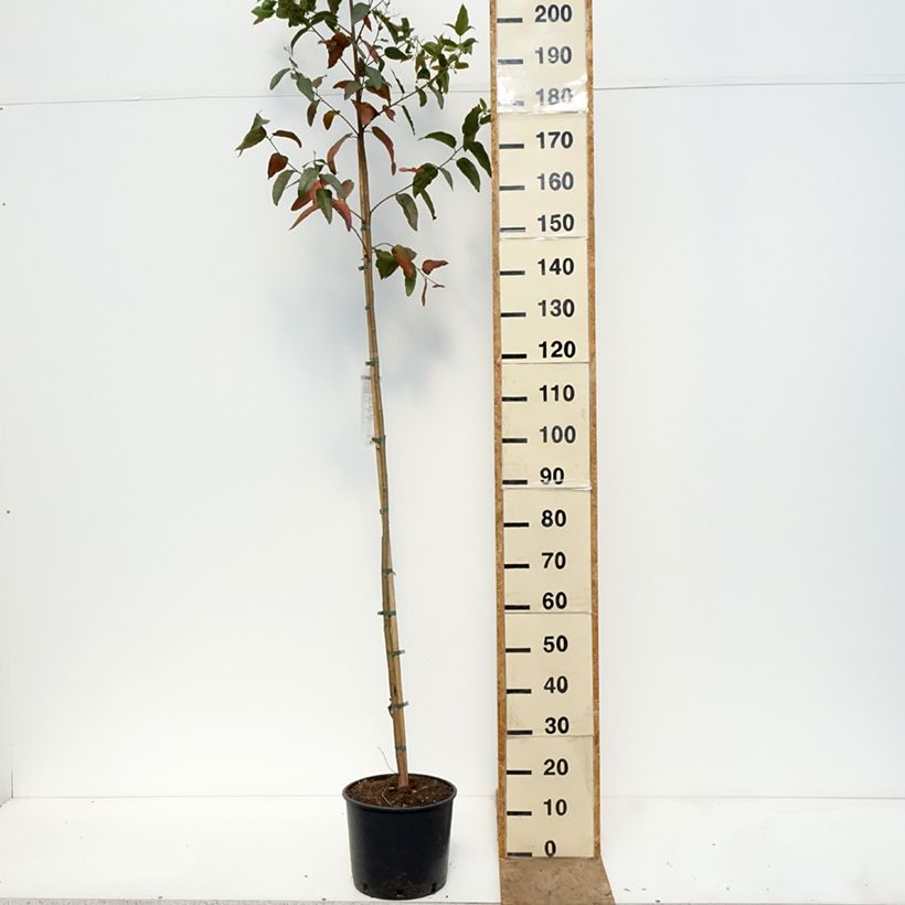 Amostra de Corymbia citriodora Vaso de 7,5 L/10 L tal como entregue na primavera