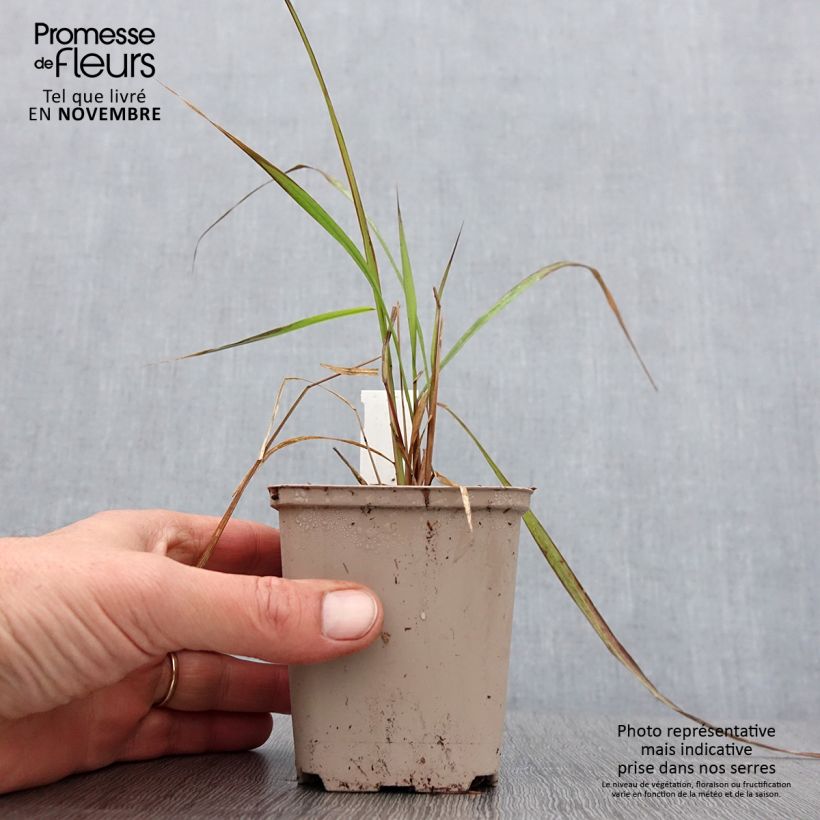 Amostra de Corynephorus canescens Spiky Blue Vaso de 8/9 cm tal como entregue no outono