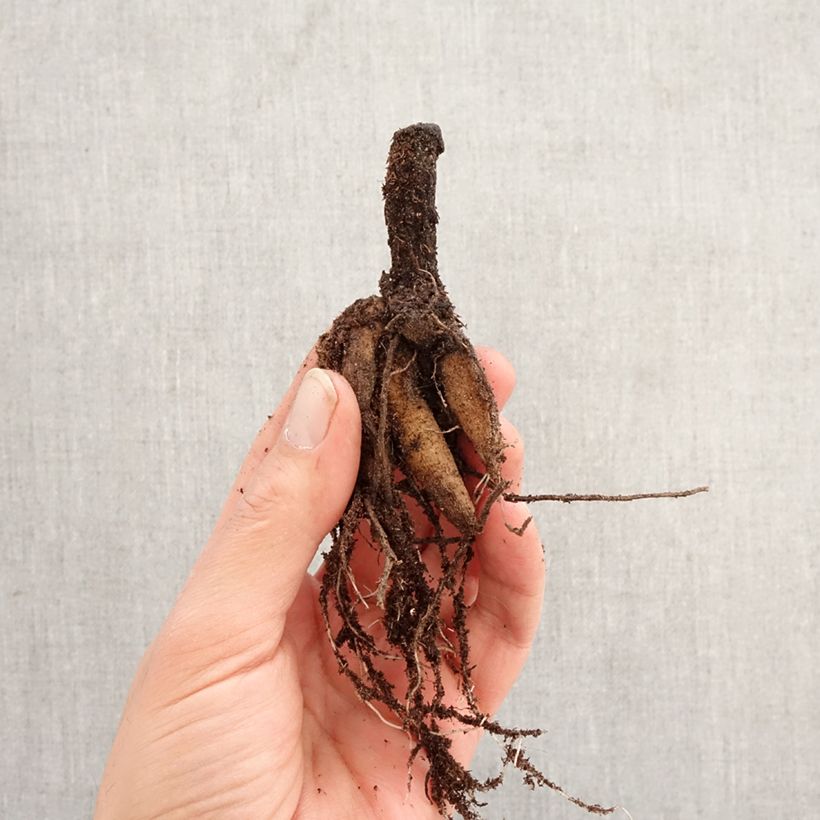 Amostra de Cosmos atrosanguineus Bulbo Calibre I tal como entregue na primavera