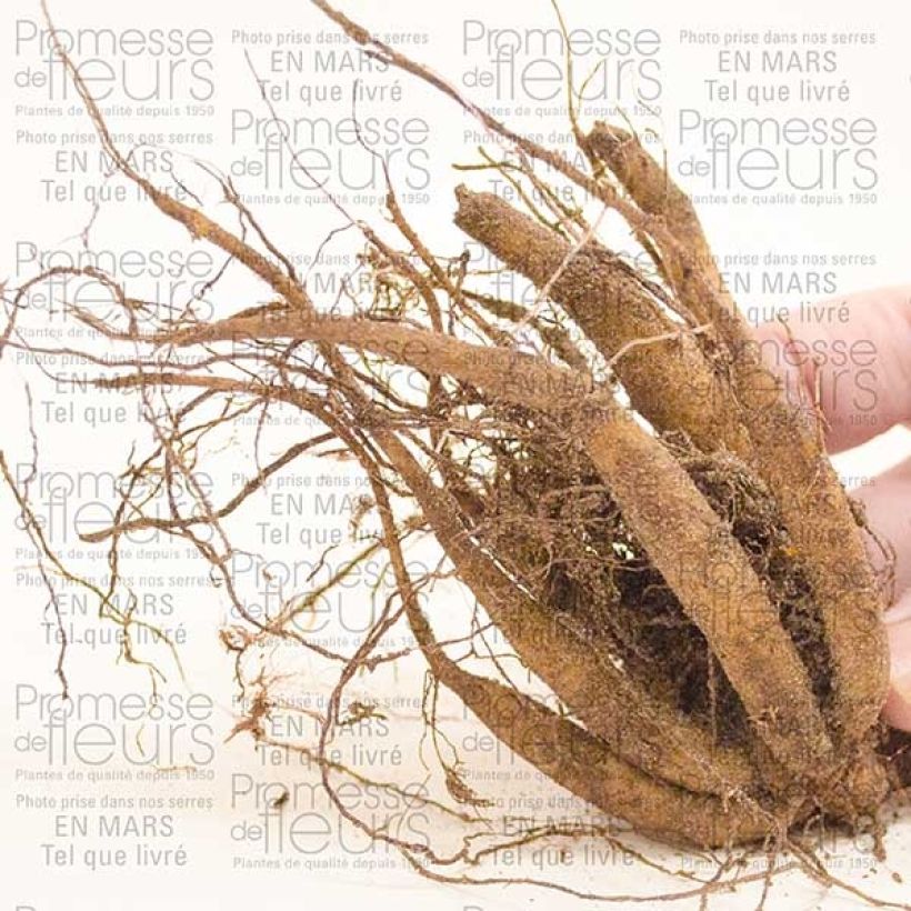 Exemplo de amostra de Cosmos atrosanguineus Bulbo Calibre I tal como entregue