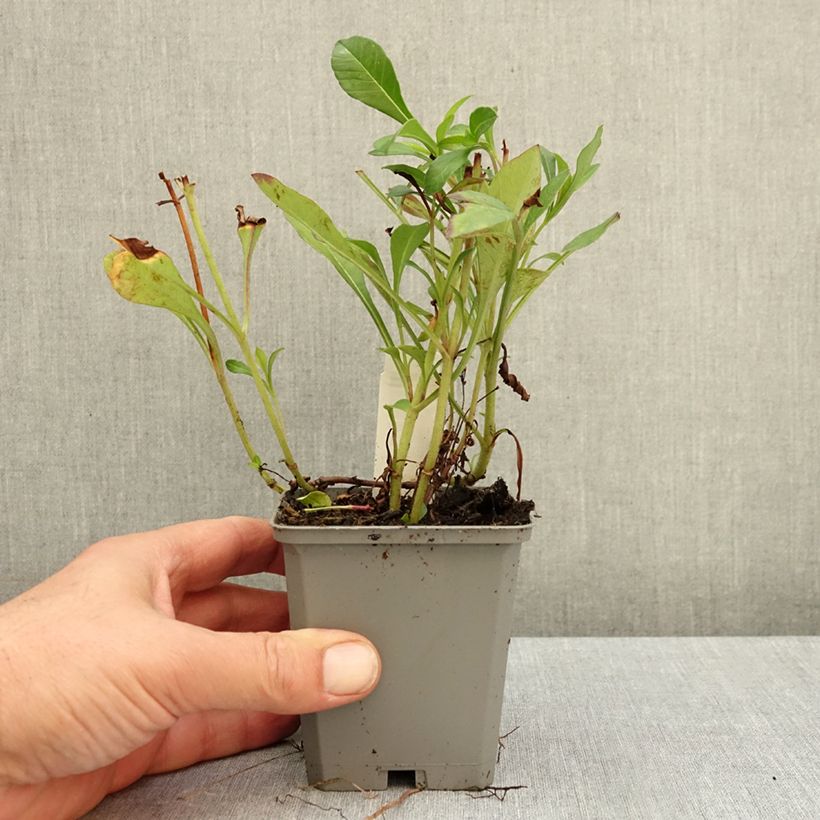 Amostra de Cosmos atrosanguineus Vaso de 8/9 cm Calibre I tal como entregue no outono
