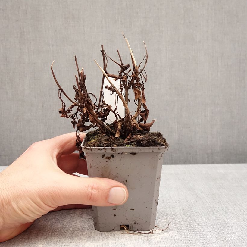 Amostra de Cosmos atrosanguineus Vaso de 8/9 cm Calibre I tal como entregue no inverno