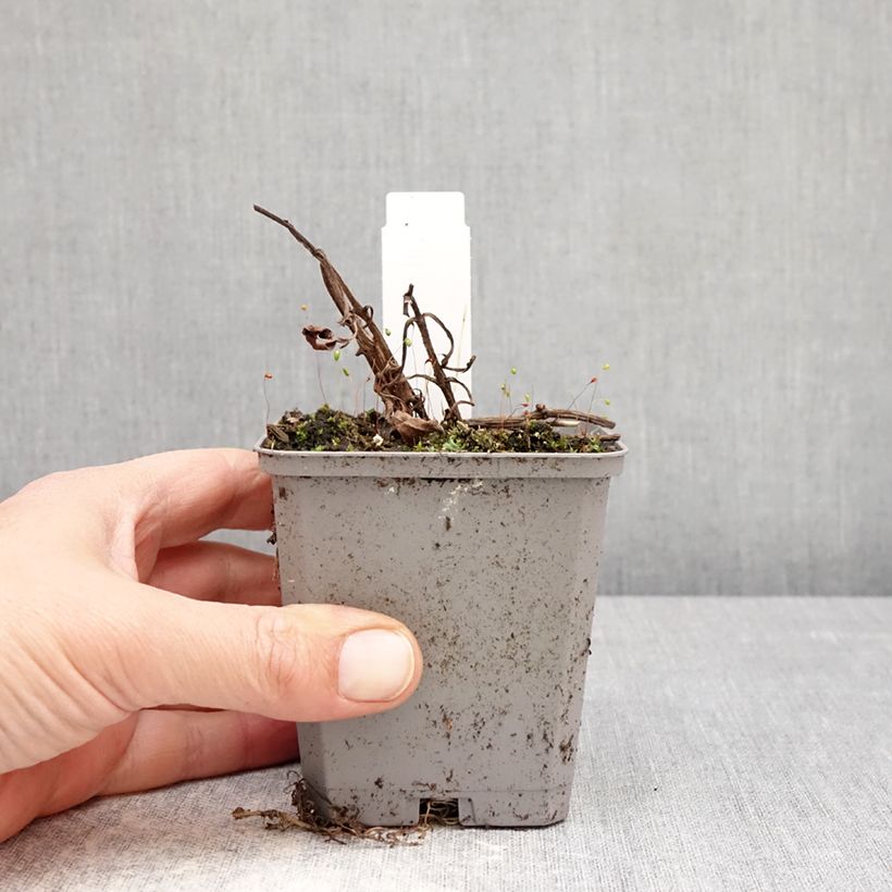 Amostra de Cosmos atrosanguineus Vaso de 8/9 cm Calibre I tal como entregue na primavera