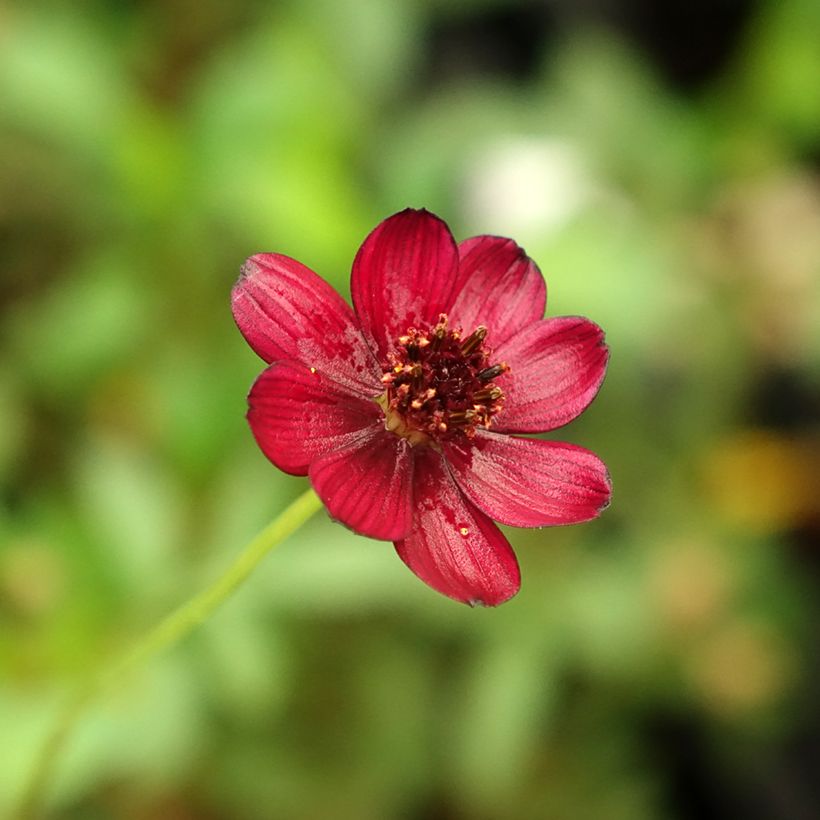 Cosmos chocolate Eclipse - Cosmos atrosanguineus (Floração)