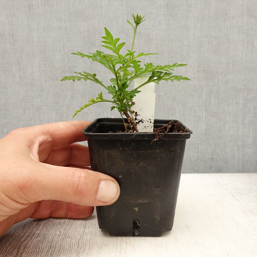 Amostra de Cosmos sulphureus Mandarin - Cosmos soufré orange Vaso de 8/9 cm tal como entregue na primavera