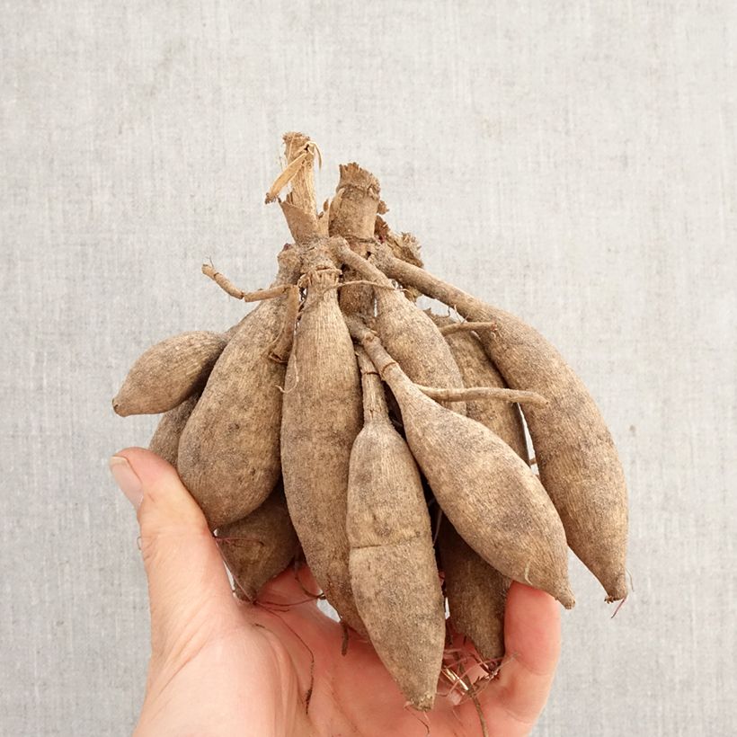 Amostra de Cosmos × Dahlia Mexican Black Bulbo tal como entregue na primavera