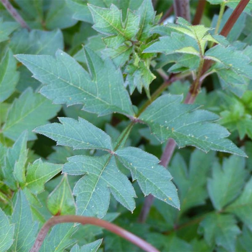 Cosmos × Dahlia Mexican Star (Folhagem)