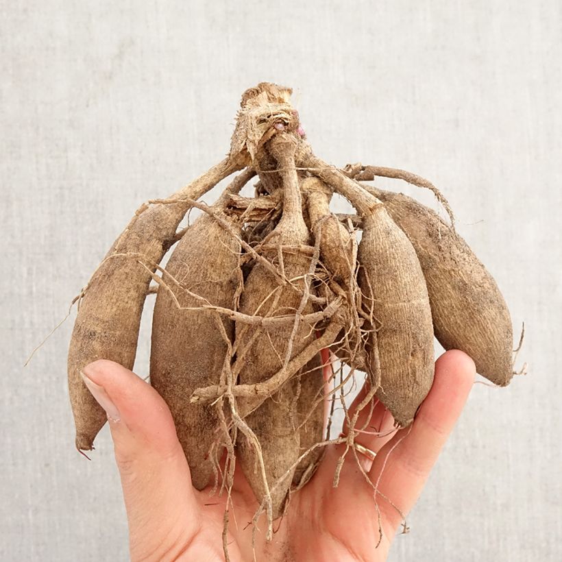 Amostra de Cosmos × Dahlia Mexican Star Bulbo Calibre I tal como entregue na primavera