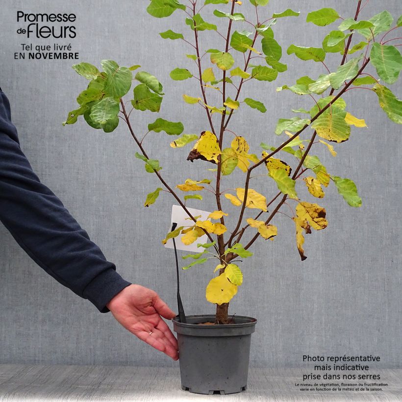 Amostra de Cotinus coggygria - Árvore-da-peruca Vaso de 3 L/4 L tal como entregue no outono