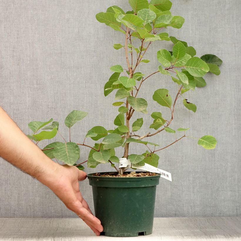 Amostra de Cotinus coggygria - Árvore-da-peruca Vaso de 3 L/4 L tal como entregue no verão