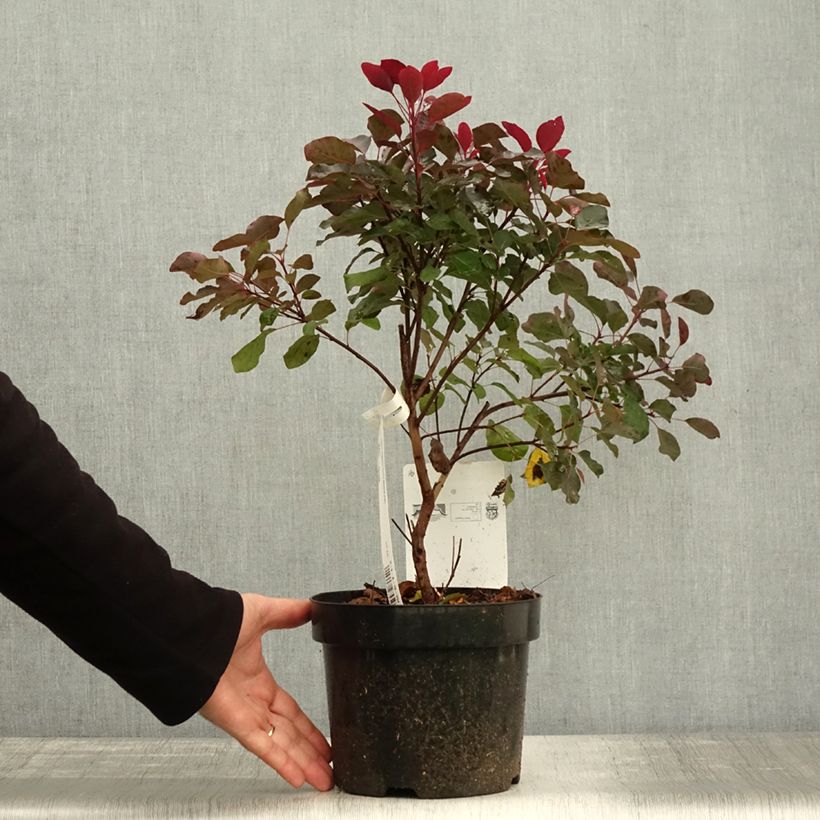 Amostra de Cotinus coggygria Dusky Maiden Vaso de 3 L/4 L tal como entregue no outono