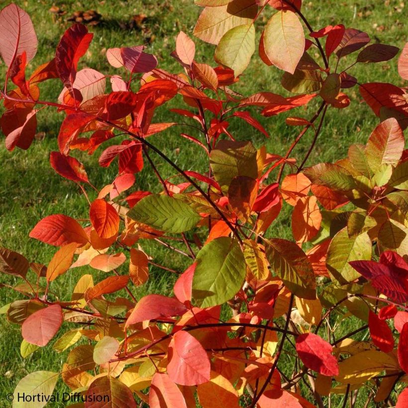 Cotinus coggygria Flame (Folhagem)