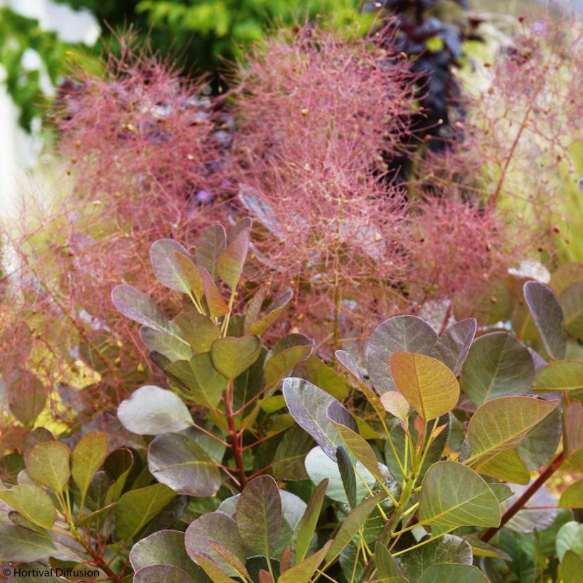 Cotinus coggygria Flamissimo (Floração)