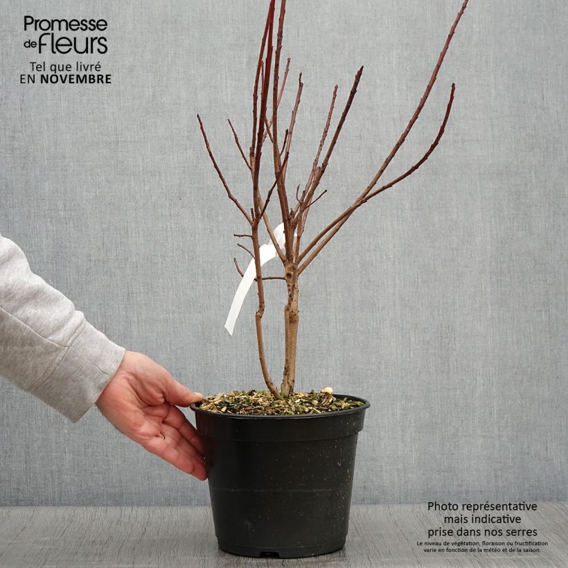 Amostra de Cotinus coggygria Flamissimo Vaso de 3 L/4 L tal como entregue no outono