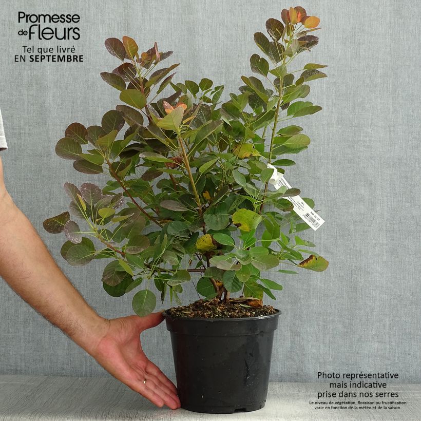 Amostra de Cotinus coggygria Flamissimo Vaso de 3 L/4 L tal como entregue no verão