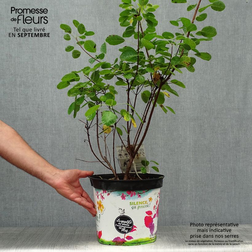 Amostra de Cotinus coggygria Golden Lady Vaso de 7,5 L/10 L tal como entregue no outono