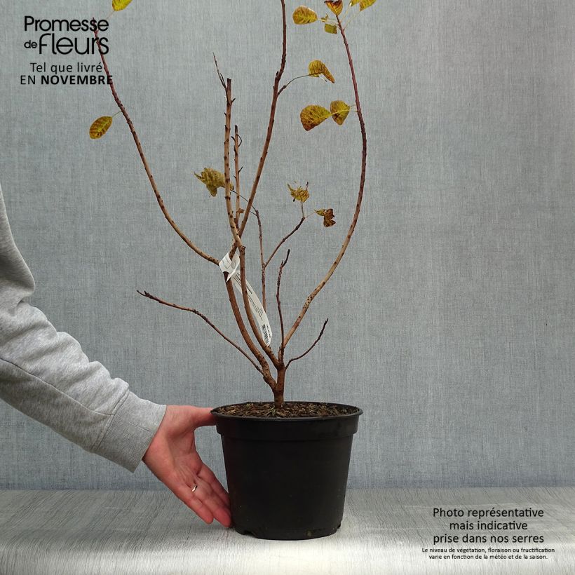Amostra de Cotinus coggygria Golden Lady Vaso de 3 L/4 L tal como entregue no outono