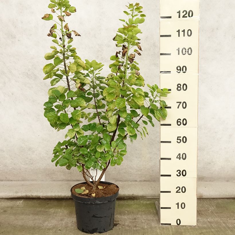 Amostra de Cotinus coggygria Golden Spirit Vaso de 7,5 L/10 L tal como entregue no verão