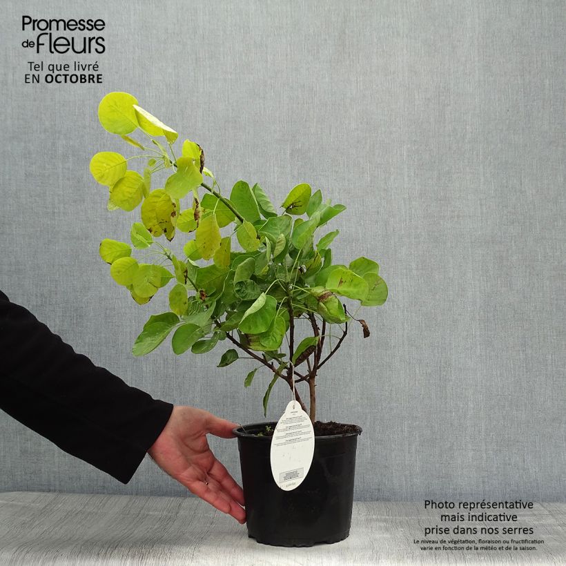 Amostra de Cotinus coggygria Golden Spirit Vaso de 2 L/3 L tal como entregue no outono