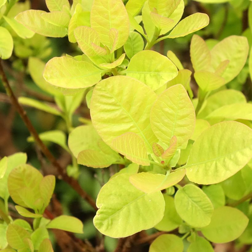 Cotinus coggygria Lemon Lady (Folhagem)