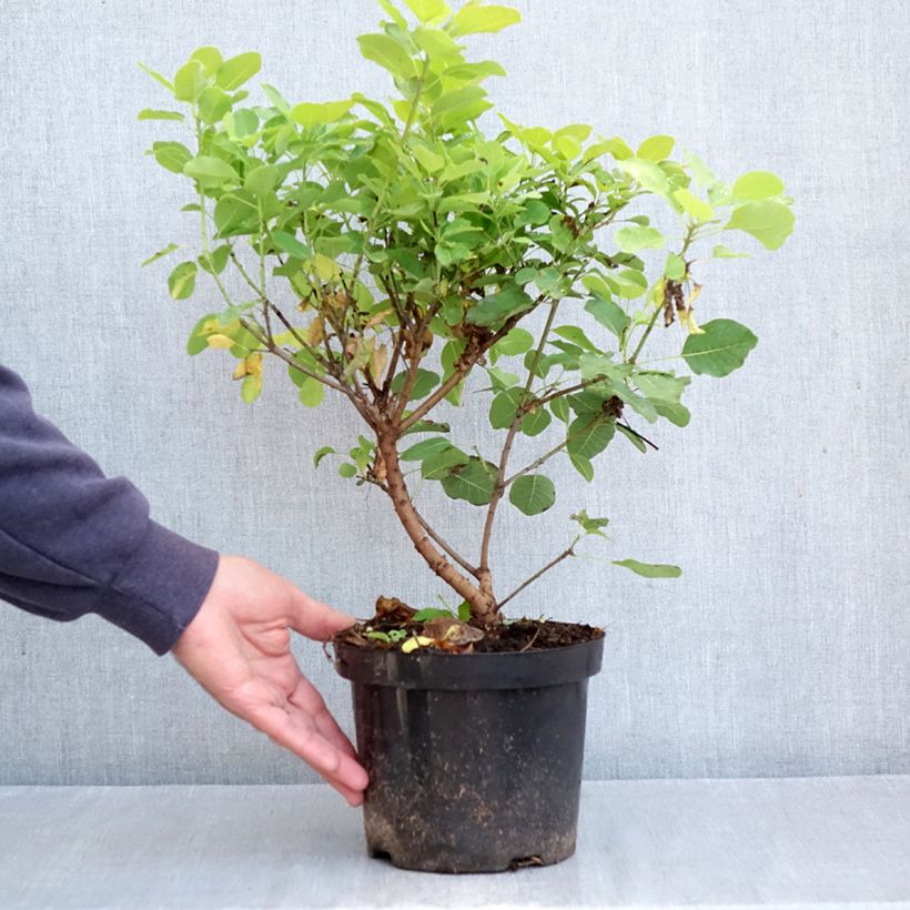 Amostra de Cotinus coggygria Lemon Lady Vaso de 2 L/3 L tal como entregue no outono