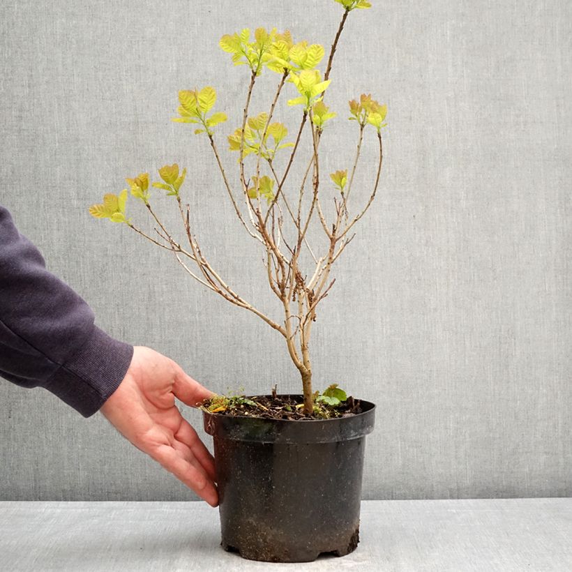Amostra de Cotinus coggygria Lemon Lady Vaso de 2 L/3 L tal como entregue na primavera