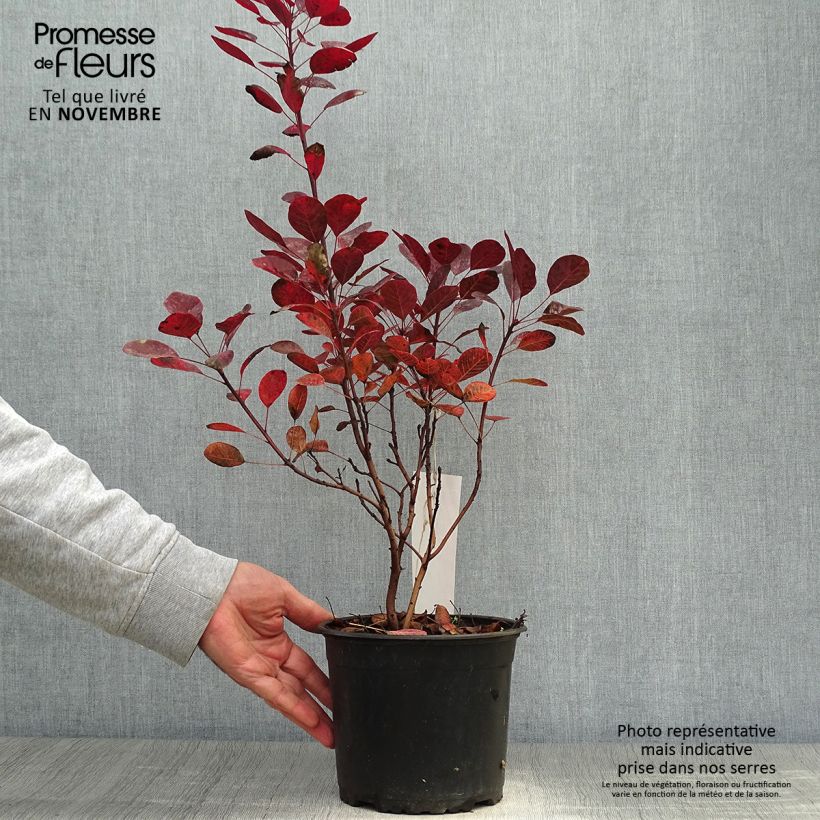 Amostra de Cotinus coggygria Lilla Vaso de 3 L/4 L tal como entregue no outono